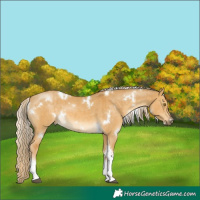 Horse Color:White Spotted Palomino Dun Tobiano Brindle