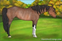 Horse Color:Bay Rabicano 