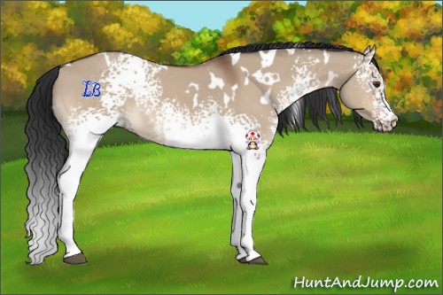 Horse Color:White Spotted Bay Dun 