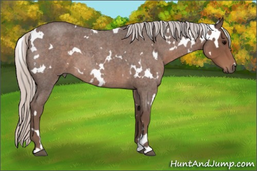 Horse Color:White Spotted Silver Blue Roan