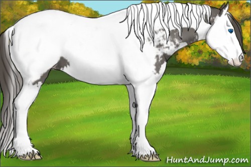 Horse Color:Grullo Splash Tobiano Appaloosa