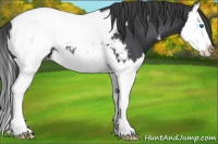 Horse Color:Blue Roan Splash Appaloosa 