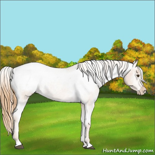 Horse Color:Red Roan Varnish 