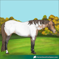 Horse Color:Buckskin Near Fewspot 