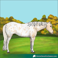 Horse Color:Silver Buckskin Ice Tobiano Appaloosa 