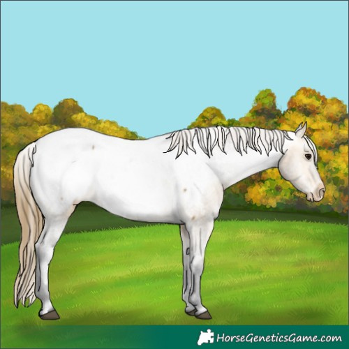Horse Color:Buckskin Near Fewspot 