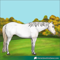 Horse Color:Buckskin Near Fewspot 