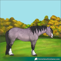 Horse Color:Brown Dun 