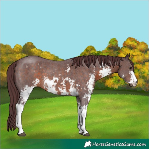 Horse Color:Chocolate Brown Sabino 