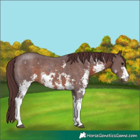 Horse Color:Chocolate Brown Sabino