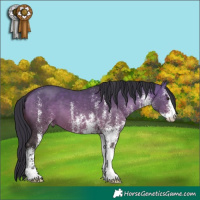 Horse Color:White Spotted Bay Dun