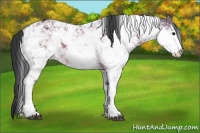Horse Color:Brown Dun Sabino 