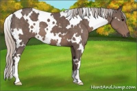Horse Color:White Spotted Silver Black 