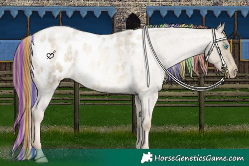 Horse Color:Painted Buckskin Roan Pearl Appaloosa 