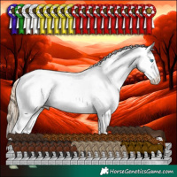 Horse Color:White Spotted Buckskin Pearl Appaloosa 