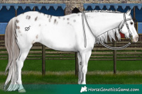 Horse Color:Bay Ice Frame Appaloosa 