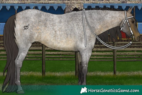 Horse Color:Buckskin Roan 