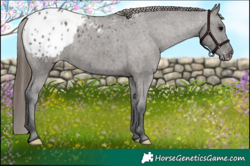 Horse Color:Grullo Appaloosa 