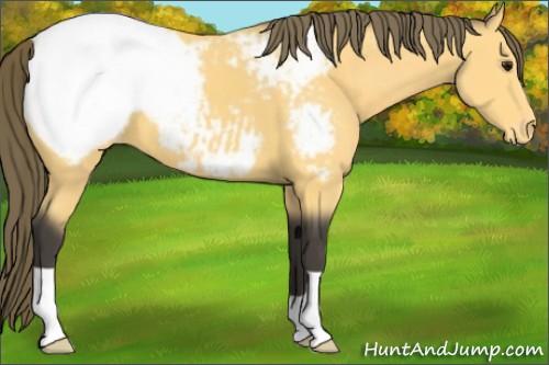 Horse Color:Buckskin Appaloosa 