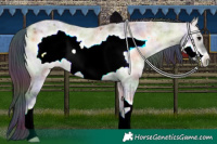 Horse Color:Nacre Buckskin Roan Onyx Sabino Frame 