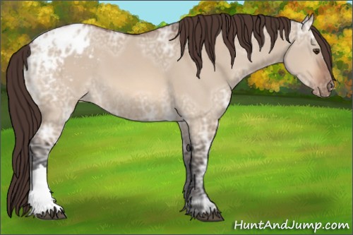 Horse Color:Bay Ice Dun Appaloosa 