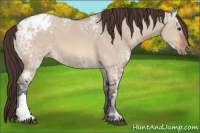Horse Color:Bay Ice Dun Appaloosa