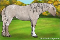 Horse Color:Silver Grullo Ice Roan Rabicano 