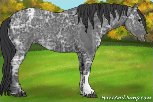 Horse Color:Black Ice Appaloosa 