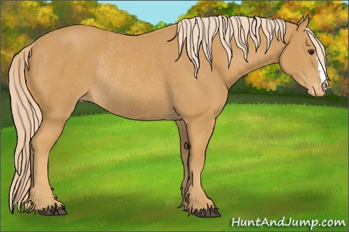 Horse Color:Palomino Varnish Rabicano