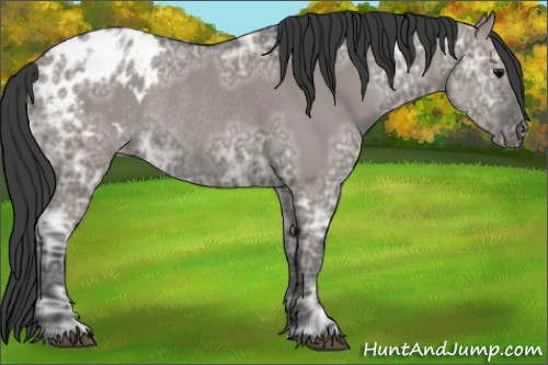 Horse Color:Grullo Ice Appaloosa Rabicano 