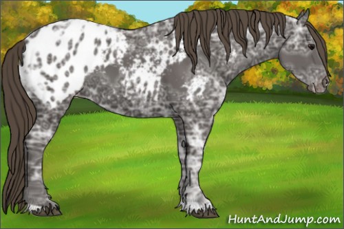 Horse Color:Smoky Black Ice Appaloosa