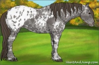 Horse Color:Smoky Black Ice Appaloosa 