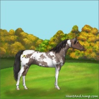 Horse Color:White Spotted Bay Tobiano 