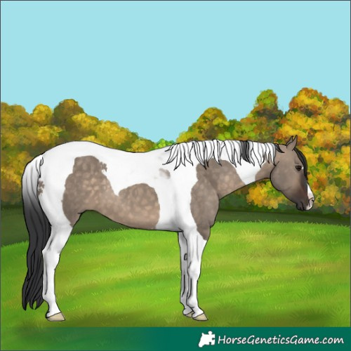 Horse Color:Brown Dun Tobiano