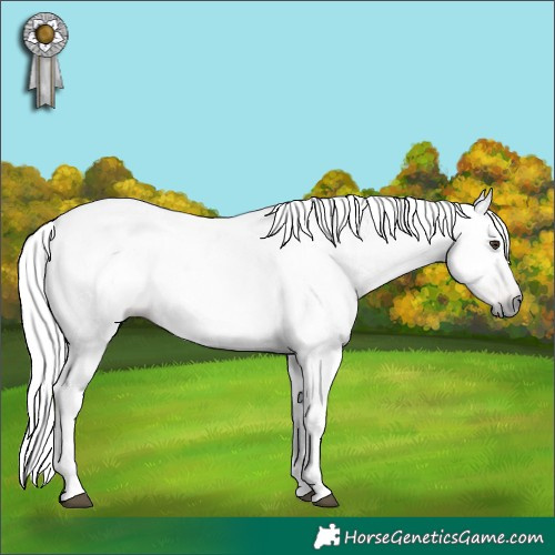 Horse Color:Gray White Spotted Liver Chestnut 