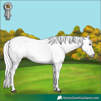 Horse Color:Gray White Spotted Liver Chestnut