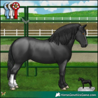 Horse Color:Black 