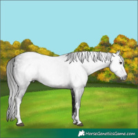 Horse Color:Gray White Spotted Brown 