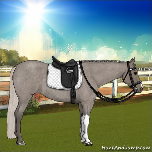Horse Color:Silver Blue Roan 
