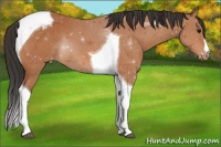 Horse Color:Bay Tobiano Varnish 