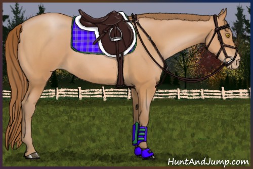 Horse Color:Bay Pearl