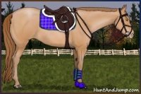 Horse Color:Bay Pearl 