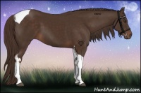 Horse Color:Liver Chestnut Tobiano 