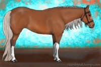 Horse Color:Silver Bay 