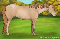Horse Color:Chestnut Pearl 