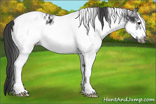 Horse Color:White Spotted Black Frame Appaloosa 