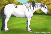 Horse Color:White Spotted Black Frame Appaloosa 