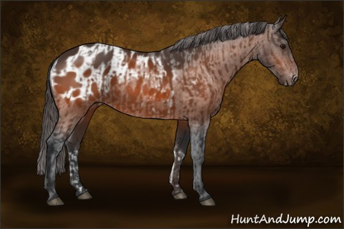 Horse Color:Bay Rabicano  and Bay Appaloosa Rabicano 