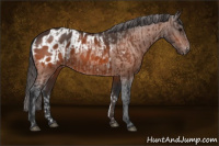 Horse Color:Bay Rabicano  and Bay Appaloosa Rabicano 
