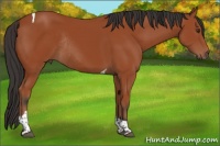 Horse Color:Bay Tobiano Rabicano 